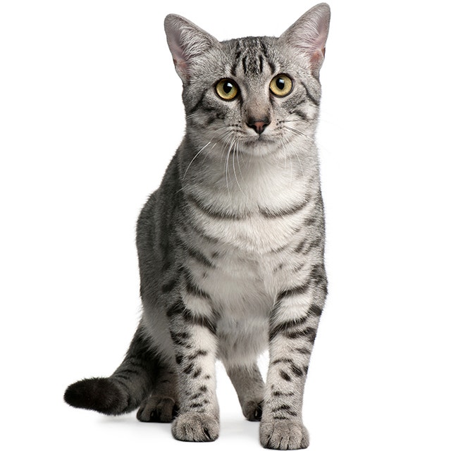 Egyptian-Mau.jpeg