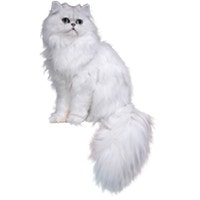 large_perserkatze-langhaar-chinchilla-0.png