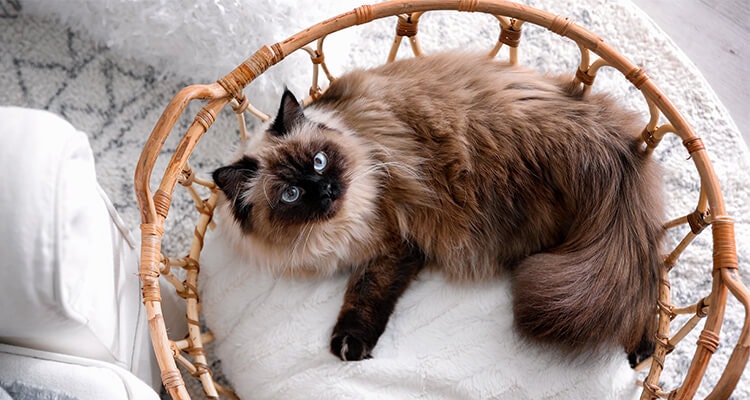 Balinesische Katze im Körbchen zu Hause