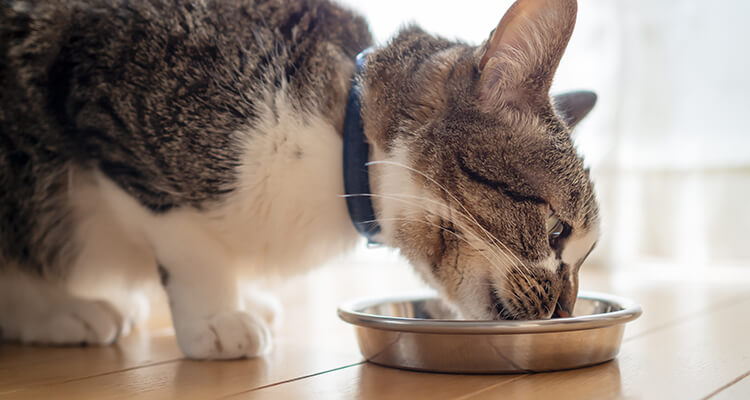 Katze frisst aus Napf auf dem Boden im Haus