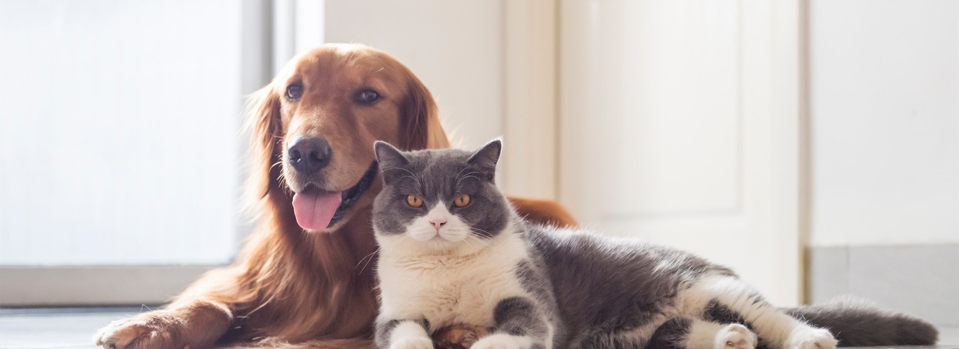 astuces-pour-une-cohabitation-harmonieuse-entre-chat-chien-oiseaux.jpg