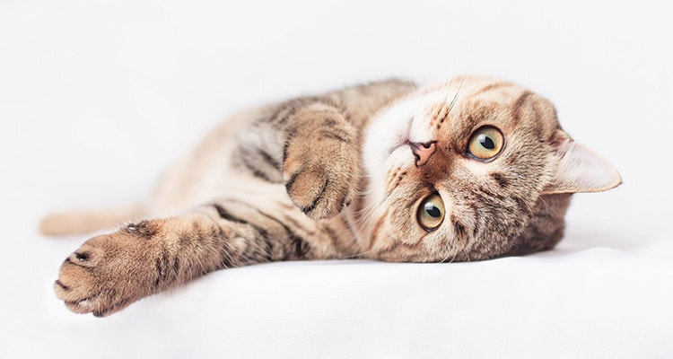 getigerte Katze mit großen Augen