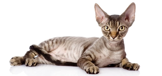 Devon Rex