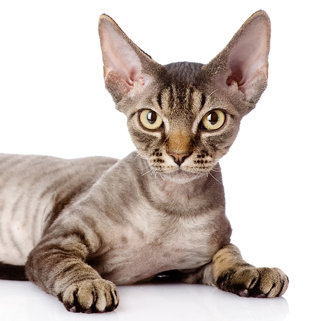 Devon Rex