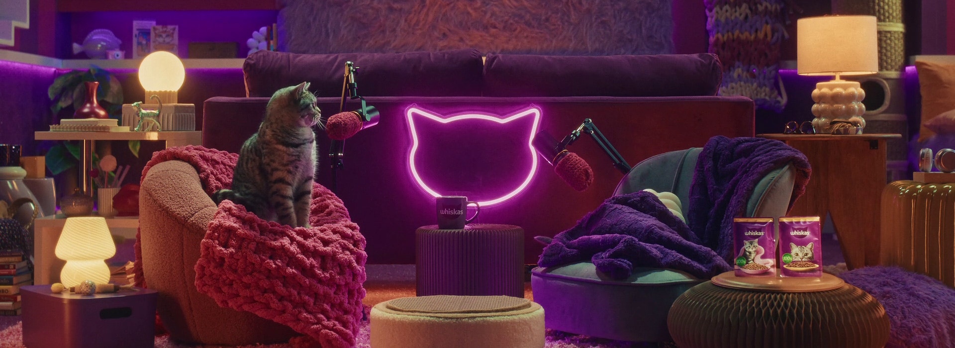 Wie stelle ich meiner Katze mein neues Kätzchen vor?