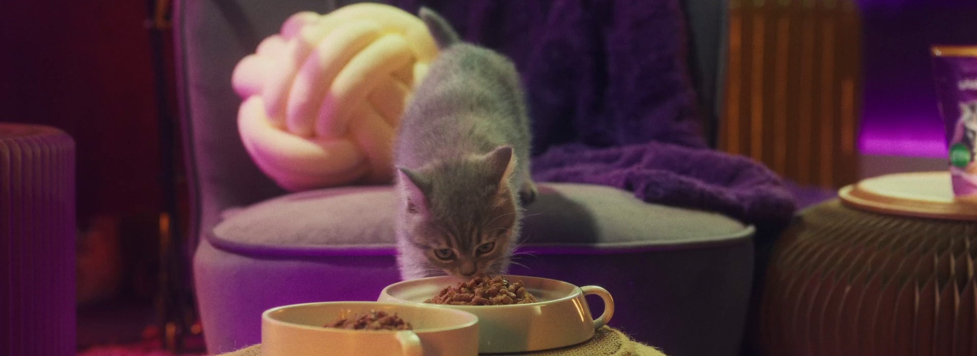 Was bedeutet das Schnurren meines Kätzchens?