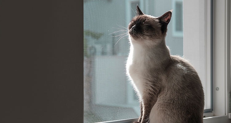 Eine Siamkatze sitzt auf einer Fensterbank und genießt das Sonnenlicht, das durch das Fenster scheint