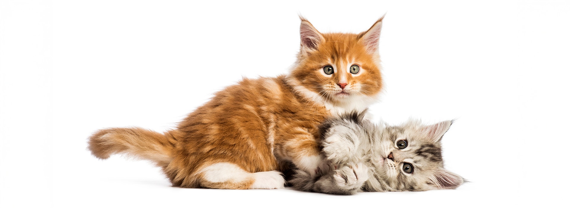 Zwei junge Katzen beim spielerischen Kennenlernen