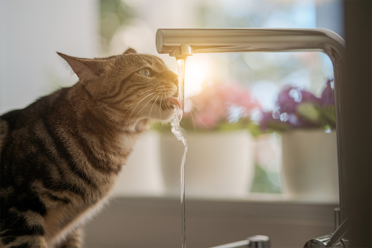 Getigerte Hauskatze trinkt Wasser direkt aus einem laufenden Wasserhahn in einer sonnigen Küche