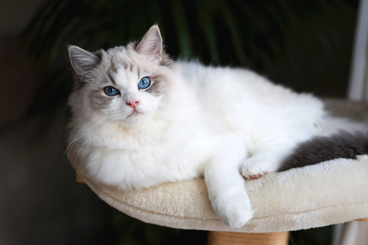 Neva Masquarade Katze liegend